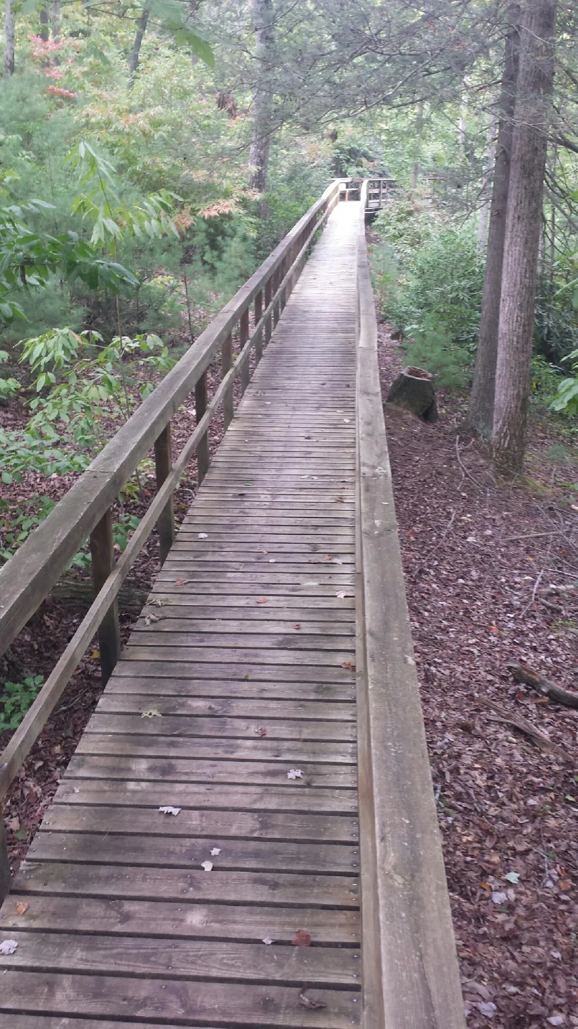 Long wood walkway with handrails built through the woods in Wyandotte
